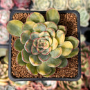 Echeveria 'Pulidonis' Variegated 2" Succulent Plant