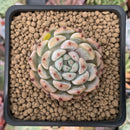 Echeveria 'Viyant' 1" Succulent Plant