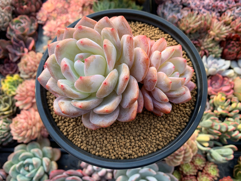 orange monroe succulent Echeveria 'Orange Monroe' 5" Large Powdery Succulent Plant