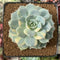 Echeveria 'Bluette' Variegated 2"-3" Succulent Plant