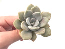 Graptoveria ‘Margaret Rose’ 3” Rare Succulent Plant