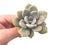 Graptoveria ‘Margaret Rose’ 3” Rare Succulent Plant