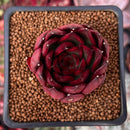 Echeveria Agavoides 'Healer' 2" Succulent Plant