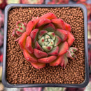 Echeveria Agavoides 'Cagliari' 1" Succulent Plant