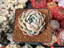 Echeveria 'White Rose' 2" Succulent Plant