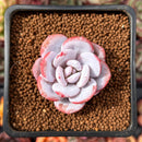 Echeveria 'Laui' 2" Succulent Plant
