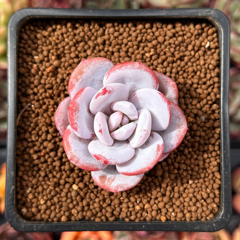 pink laui succulent Echeveria 'Laui' 2" Succulent Plant – True Succulents Plant Co