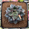 Echeveria 'Monocerotis' Variegated 3" Succulent Plant *Blemished*