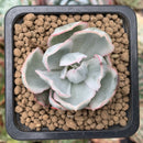 Echeveria 'Berkley Light' Variegated 1” Small Succulent Plant