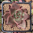 Echeveria Agavoides 'Romeo' 2" Succulent Plant