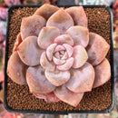 Echeveria 'La Bamba' 3" Succulent Plant