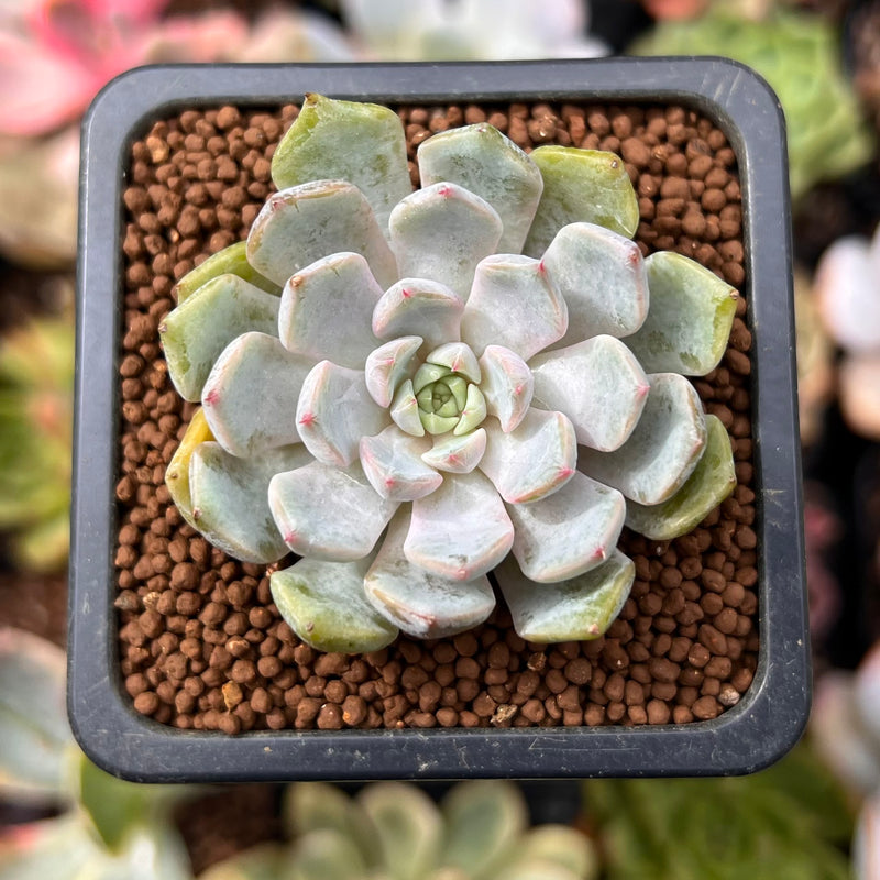 star of david succulent Echeveria 'Star J' 1" Succulent Plant