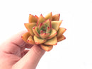 Echeveria Agavoides Mundy Selected Clone 2”-3” Rare Succulent Plant