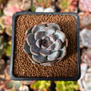 Echeveria 'Purple Stone' 1" Succulent Plant