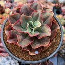 Echeveria 'Minigosaong' Non-Variegated 3"-4" Succulent Plant