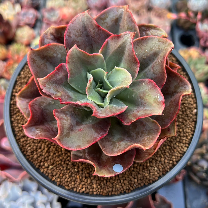 non succulent Echeveria 'Minigosaong' Non-Variegated 3