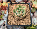 Echeveria 'Monroe Chanel' 1" Succulent Plant