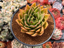 Echeveria Agavoides 'Miranda' 3"-4" Succulent Plant
