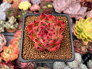 Echeveria Agavoides 'Rose Garnet' 2" Succulent Plant