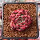 Echeveria Agavoides 'Fire Pillar' 2" Succulent Plant