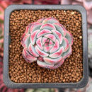 Echeveria 'Marcel' 1" Succulent Plant