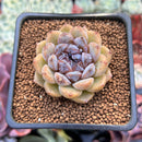 Echeveria 'Citrine' 1"-2" Seed Grown Air Magic Hybrid Succulent Plant