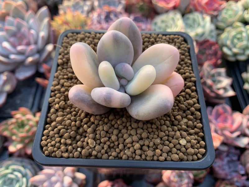 Pachyphytum 'Oviferum' Variegated 2” Succulent Plant – True Succulents  Plant Co