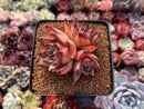Echeveria Agavoides 'Topaz' 3" Succulent Plant