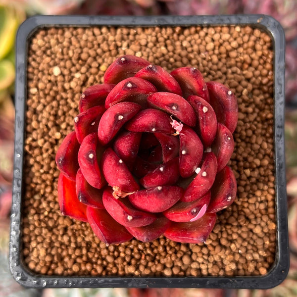 Echeveria Agavoides 'Rubra' 1"-2" Succulent Plant