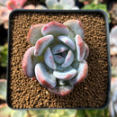 Echeveria 'Ivory' 2" Powdery Succulent Plant