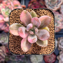 Graptoveria 'Tolimanensis' Variegated 2" Succulent Plant