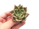 Echeveria Agavoides 'Padme' 2"-3" Succulent Plant