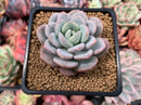 Echeveria 'Ice Cream' 3" Succulent Plant