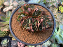 Echeveria 'Yangjin' 4" Crested Succulent Plant
