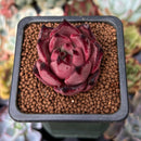 Echeveria Agavoides 'Red Ebony' 1" Succulent Plant