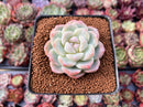 Echeveria 'Icy Green' 2" Succulent Plant