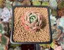 Echeveria 'Rose Queen' 1" Succulent Plant