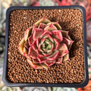 Echeveria 'Russet Plum' 1" (First Generation Seed Grown) Succulent Plant
