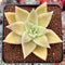 Echeveria Agavoides 'Citrina' 2" Succulent Plant