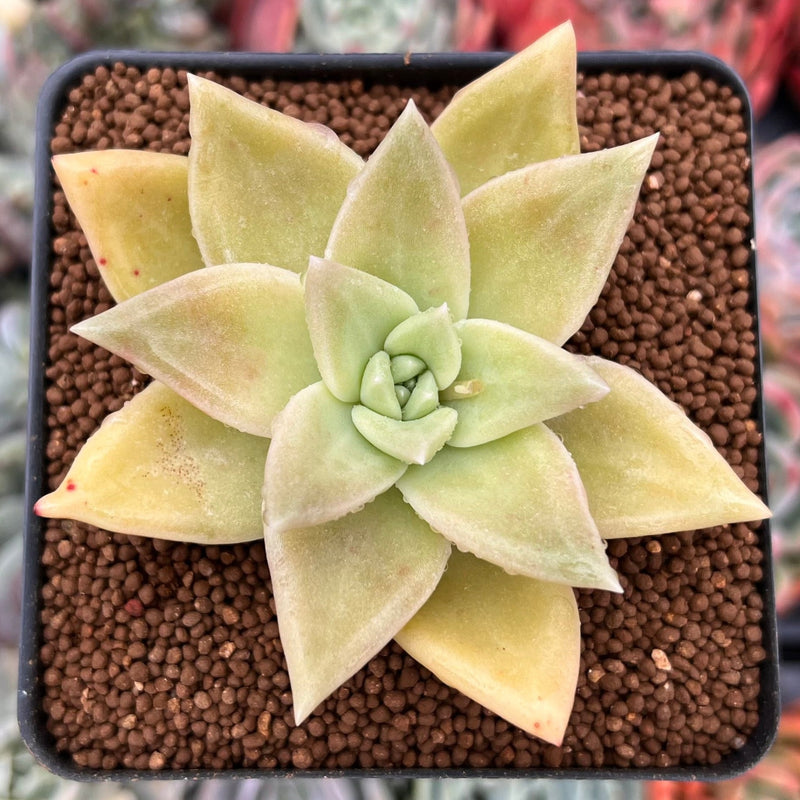 Echeveria Agavoides 'Citrina' 2