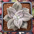 Echeveria 'Xichuensis' 2" Succulent Plant