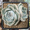 Echeveria 'Steel Heart' 2" Cluster Succulent Plant