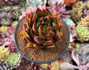 Echeveria Agavoides 'Stunning' 2" Succulent Plant