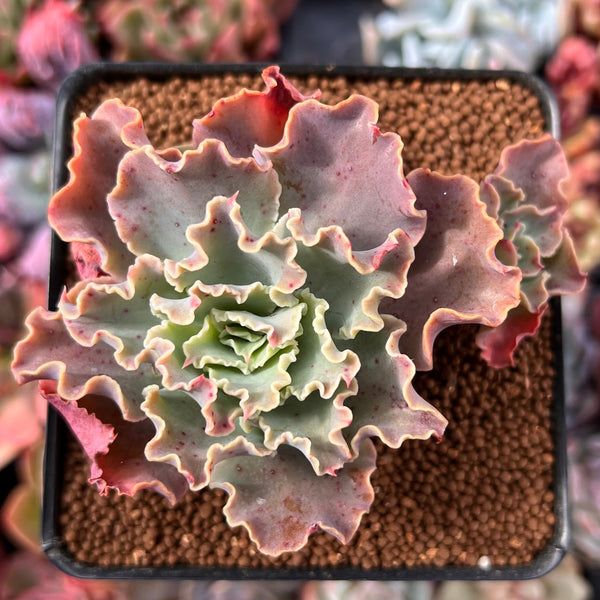 blue curls succulent Echeveria 'Blue Curls' 2"-3" Cluster Succulent Plant – True Succulents Plant Co