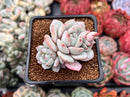 Echeveria 'Greenday' 2" Powdery Succulent Plant