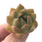 Echeveria Agavoides 'Chimera' 1" Succulent Plant