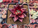 Echeveria Agavoides 'Luming' 2"-3" Succulent Plant