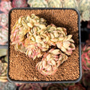 Echeveria 'Locio' Crested 3" Succulent Plant