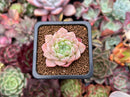 Echeveria 'Lovepoem' 1" New Hybrid Succulent Plant