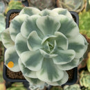 Echeveria 'Compton Carousel' 2"-3" Succulent Plant